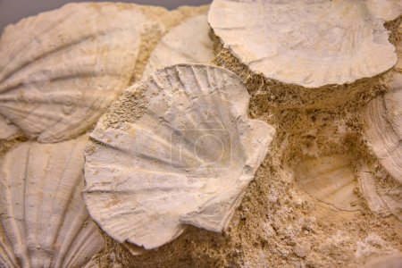 Foto de Grupo de las conchas fosilizadas en la roca - Imagen libre de derechos