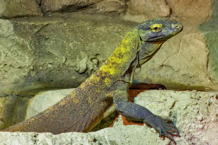 Téléchargez les photos : The Komodo dragon-lizard is a endemic to Indonesian islands - en image libre de droit