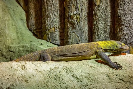 Téléchargez les photos : The Komodo dragon-lizard is a endemic to Indonesian islands - en image libre de droit