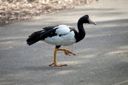 Photo for This is a side view of a magpie goose walking on a path looking for seeds tourist have dropped - Royalty Free Image