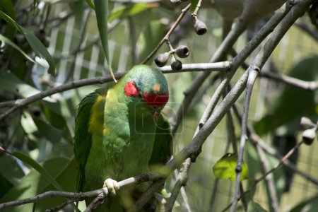 Photo for The musk lorikeet is mainly green with an orange beak and red face tripe - Royalty Free Image