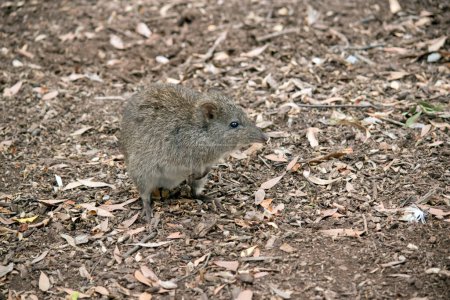 Photo for The long nosed potoroo is a small marsupial, it is grey and brown with brown eyes and long tail - Royalty Free Image