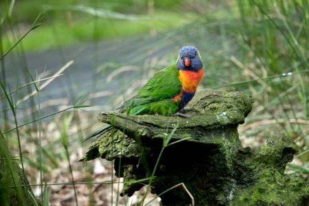 Photo for The rainbow lorikeet is a very colorful bird with a blue head, orange and yellow chest and green wings and orange beak - Royalty Free Image