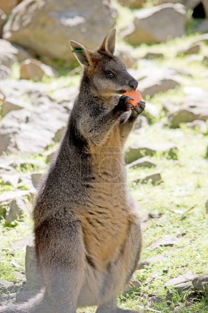 Photo for The swamp wallaby has a brown stomach and grey face - Royalty Free Image