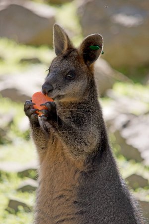 Photo for The swamp wallaby is eating a carrot - Royalty Free Image