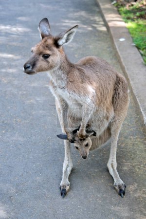 Téléchargez les photos : Le kangourou gris occidental a un joey dans sa poche - en image libre de droit