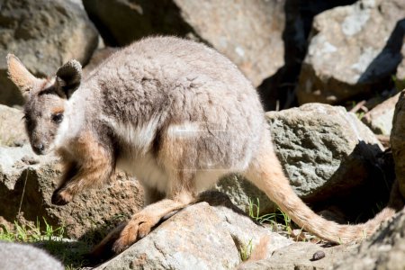 Photo for The yellow-footed rock-wallaby is grey to fawn-grey above and light-coloured below with a black mid-dorsal stripe from the crown of the head to the centre of the back. - Royalty Free Image
