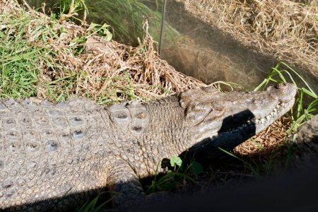 Téléchargez les photos : C'est une vue de côté d'un crocodile d'eau salée - en image libre de droit