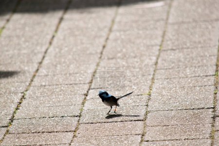 Photo for The superb fairy wren is walking on the paving stones - Royalty Free Image