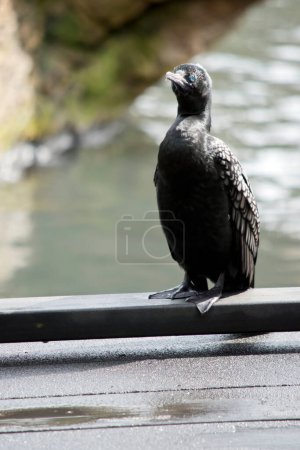 Foto de El pequeño cormorán negro está encaramado en el borde del muelle - Imagen libre de derechos