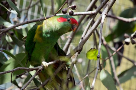 Photo for The musk lorikeet is mainly green with an orange beak and red face tripe - Royalty Free Image
