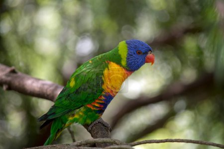 Photo for This is a side view of a rainbow lorikeet on a branch - Royalty Free Image