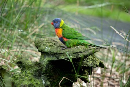 Photo for This is a side view of a colorful rainbow lorikeet - Royalty Free Image