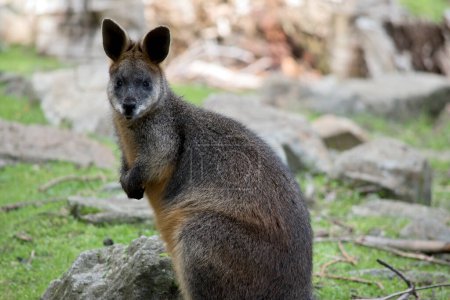Photo for This is a joey swamp wallaby - Royalty Free Image