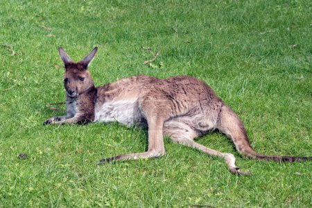 Téléchargez les photos : Le kangourou gris occidental repose sur l'herbe - en image libre de droit