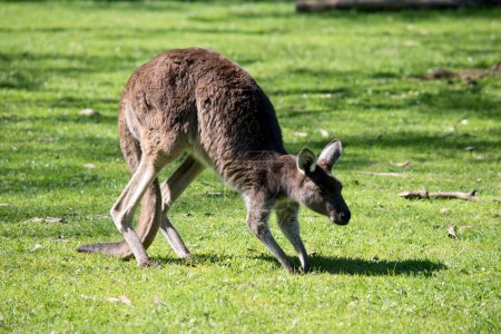 Téléchargez les photos : Le kangourou occidental marche sur l'herbe - en image libre de droit