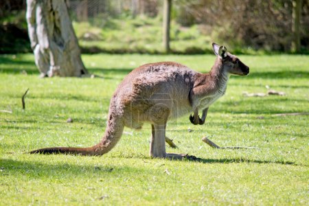 Téléchargez les photos : C'est une vue de côté d'un kangourou gris occidental - en image libre de droit