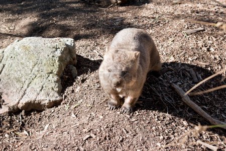 Téléchargez les photos : Le wombat commun vit dans les terriers souterrains il a des griffes acérées pour creuser - en image libre de droit