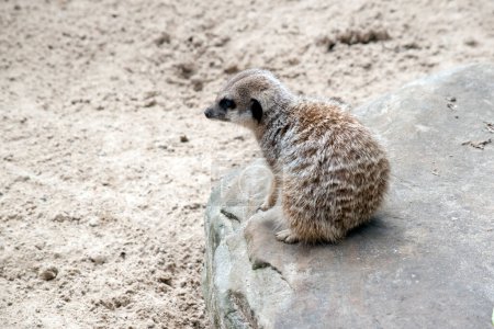Photo for The meerkat is sitting on a rock watch for preditors - Royalty Free Image