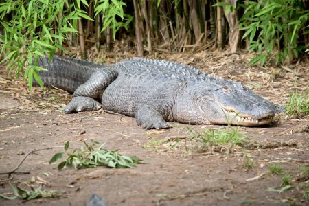 Photo for The alligator is waiting foran animal to come near before it will strike - Royalty Free Image