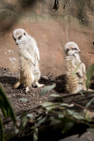 Photo for The two  meerkats are standing guard checking in every direction for preditors - Royalty Free Image