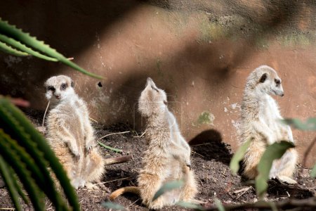 Photo for The three meerkats are standing guard checking in every direction for preditors - Royalty Free Image