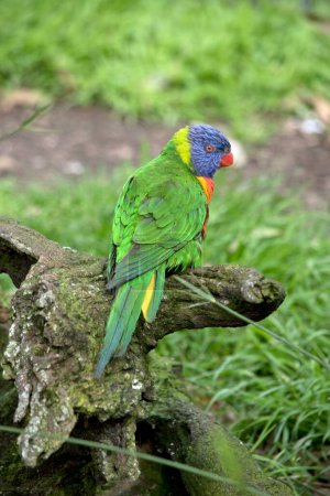 Photo for The rainbow lorikeet is a very colorful bird with a blue head, orange and yellow chest and green wings and orange beak - Royalty Free Image
