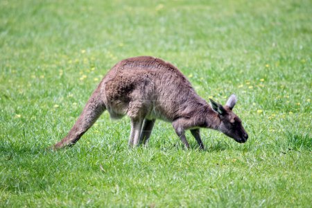 Téléchargez les photos : C'est une vue de côté d'un kangourou gris occidental dans un champ herbeux - en image libre de droit