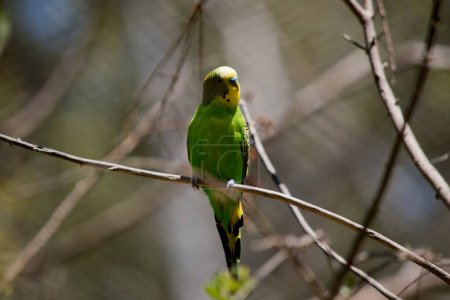 Foto de El periquito tiene una cabeza amarilla y un cuerpo verde y negro que cruza las alas. - Imagen libre de derechos