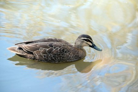 Photo for The pacific black duck  is mainly brown in colour. The head and neck are lighter in colour and it has a dark brown stripe from the bill through the eye to the back of the head. It also has a patch of feathers on each wing called a 'speculum' that shi - Royalty Free Image