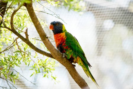 Foto de El Lori arco iris es un pájaro colorido, su cabeza es azul su pecho es naranja y sus alas son verdes - Imagen libre de derechos
