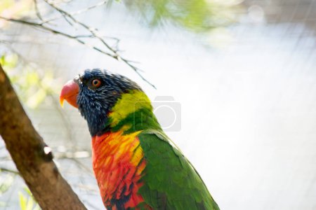 Foto de El Lori arco iris es un pájaro colorido, su cabeza es azul su pecho es naranja y sus alas son verdes - Imagen libre de derechos