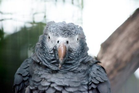 Photo for This is a close up of an African grey parrot - Royalty Free Image