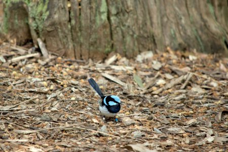 Photo for The fairy wren is looking for food in the wood chips - Royalty Free Image