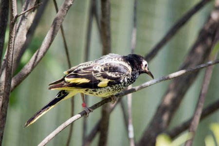 Photo for The honeyeater is perched on a twig - Royalty Free Image