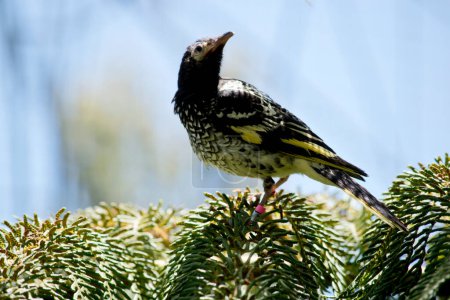 Photo for The honeyeater is perched on a fern - Royalty Free Image