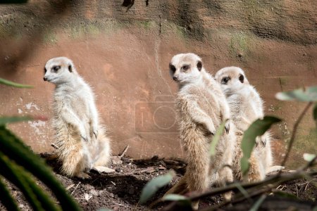 Photo for The three meerkats are standing guard checking in every direction for preditors - Royalty Free Image
