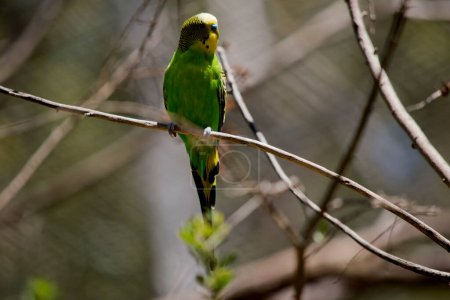 Foto de El periquito tiene una cabeza amarilla y un cuerpo verde y negro que cruza las alas. - Imagen libre de derechos