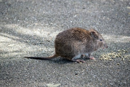 Photo for The long nosed potoroo is eating pellets left by tourists - Royalty Free Image