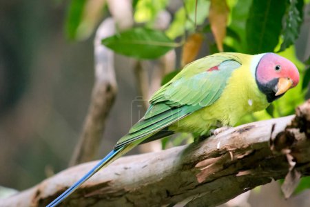 Photo for The plum-headed parakeet is a mainly green parrot, 33 cm long with a tail up to 22 cm. The male has a red head which shades to purple-blue on the back of the crown, nape and cheeks - Royalty Free Image