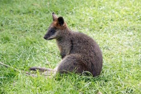 Photo for The joey swamp wallaby is mainly grey with a tan chest - Royalty Free Image