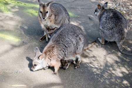 Photo for The wallabies all have joeys in their pouches - Royalty Free Image