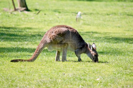 Téléchargez les photos : Le kangourou gris occidental mange l'herbe - en image libre de droit