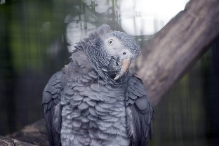 Photo for The young African grey parrot has a large cream bill and white mask enclosing a black eye - Royalty Free Image