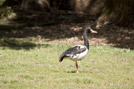 Photo for This is a side view of a magpie goose - Royalty Free Image