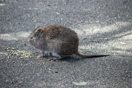 Photo for The long nosed potoroo is eating pellets left by tourists - Royalty Free Image