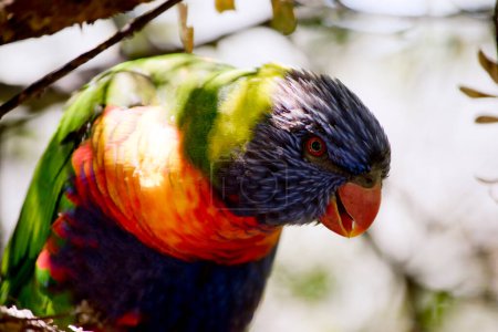 Photo for The rainbow lorikeet is a colorful bird it has a blue head, an orange and yellow breast green wings - Royalty Free Image