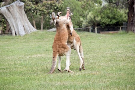 Photo for The two male red kangaroos are fighting for the dominant postion in the mob - Royalty Free Image