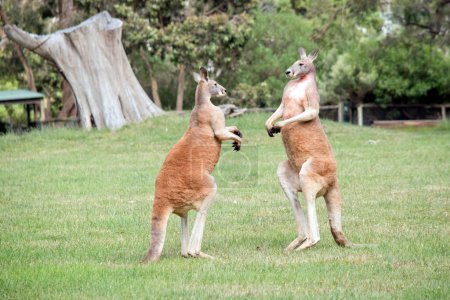 Photo for The two male red kangaroos are fighting for the dominant postion in the mob - Royalty Free Image