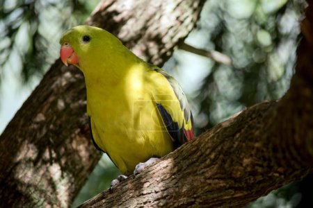 Foto de The male regent parrot is light yellow with an orange beak - Imagen libre de derechos